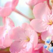 ヒメ日記 2024/12/12 14:44 投稿 桜 西船橋ムンムン熟女妻