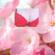 ヒメ日記 2026/01/15 11:26 投稿 桜 西船橋ムンムン熟女妻