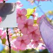 ヒメ日記 2026/02/07 11:54 投稿 桜 西船橋ムンムン熟女妻