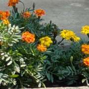 ヒメ日記 2025/07/03 10:51 投稿 静香奥様 母ちゃんの秘密