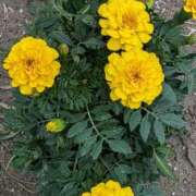 ヒメ日記 2025/10/22 10:40 投稿 静香奥様 母ちゃんの秘密