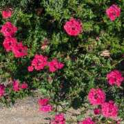 ヒメ日記 2025/11/12 10:43 投稿 静香奥様 母ちゃんの秘密