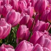 ヒメ日記 2025/03/22 17:51 投稿 えみこ 熟女の風俗最終章 町田店