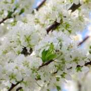 ヒメ日記 2025/04/03 14:41 投稿 えみこ 熟女の風俗最終章 町田店