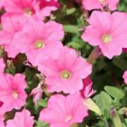 ヒメ日記 2025/07/23 05:21 投稿 えみこ 熟女の風俗最終章 町田店