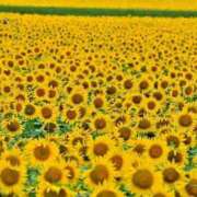 ヒメ日記 2025/09/06 12:01 投稿 えみこ 熟女の風俗最終章 町田店