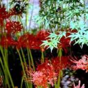 ヒメ日記 2025/09/29 23:35 投稿 えみこ 熟女の風俗最終章 町田店