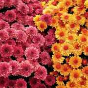 ヒメ日記 2025/10/25 12:01 投稿 えみこ 熟女の風俗最終章 町田店