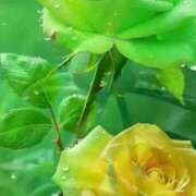 ヒメ日記 2025/11/02 11:20 投稿 えみこ 熟女の風俗最終章 町田店