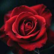 ヒメ日記 2025/12/22 19:20 投稿 えみこ 熟女の風俗最終章 町田店