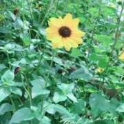 ヒメ日記 2025/07/27 22:12 投稿 ゆい 逢って30秒で即尺