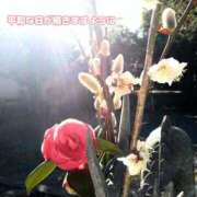 ヒメ日記 2025/03/11 12:10 投稿 美崎-みさき- ミセスまーと