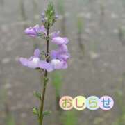 ヒメ日記 2025/05/26 20:18 投稿 美崎-みさき- ミセスまーと