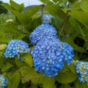 ヒメ日記 2025/06/13 10:36 投稿 美崎-みさき- ミセスまーと