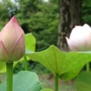 ヒメ日記 2025/07/09 08:47 投稿 美崎-みさき- ミセスまーと