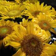 ヒメ日記 2025/08/29 10:18 投稿 美崎-みさき- ミセスまーと