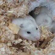 ヒメ日記 2025/10/15 20:42 投稿 美崎-みさき- ミセスまーと