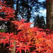 ヒメ日記 2025/12/08 15:00 投稿 美崎-みさき- ミセスまーと