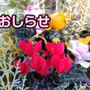 美崎-みさき- 🍀おしらせ🍀 ミセスまーと