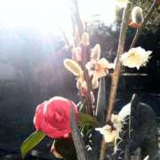 ヒメ日記 2026/03/26 20:31 投稿 美崎-みさき- ミセスまーと