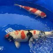 ヒメ日記 2025/02/03 15:01 投稿 せな ハピネス東京