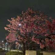 ヒメ日記 2025/04/01 19:11 投稿 せな ハピネス東京