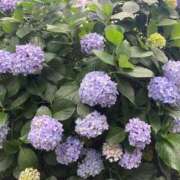 ヒメ日記 2025/06/15 05:47 投稿 せな ハピネス東京