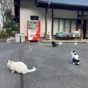 ヒメ日記 2025/11/22 18:37 投稿 せな ハピネス東京