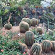 ヒメ日記 2026/01/11 05:47 投稿 せな ハピネス東京