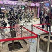 ヒメ日記 2026/02/20 19:57 投稿 せな ハピネス東京