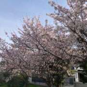 せな 米子最終日☆ ハピネス東京