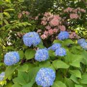 ヒメ日記 2026/05/24 05:47 投稿 せな ハピネス東京