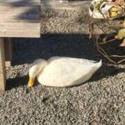 ヒメ日記 2026/06/10 08:43 投稿 ちさ 藤沢人妻城