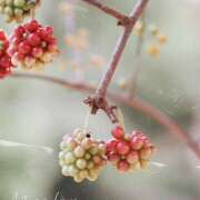 ヒメ日記 2025/10/31 09:24 投稿 ゆうこ あけみ