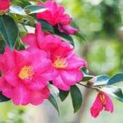 ヒメ日記 2025/11/09 10:20 投稿 ゆうこ あけみ