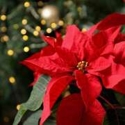 ヒメ日記 2025/12/16 22:06 投稿 ゆうこ あけみ