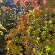 茜 紅葉楽しんでます🍁 シャトーペトラ