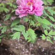 ヒメ日記 2025/04/12 09:22 投稿 茜 シャトーペトラ