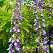 ヒメ日記 2025/04/29 08:01 投稿 茜 シャトーペトラ