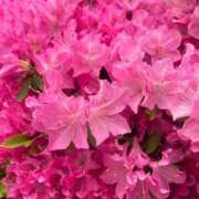 ヒメ日記 2025/05/07 07:36 投稿 茜 シャトーペトラ