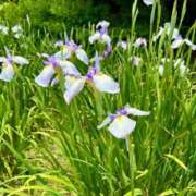 ヒメ日記 2025/06/24 17:32 投稿 茜 シャトーペトラ