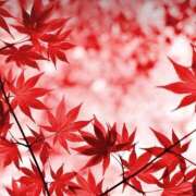 ヒメ日記 2025/09/26 19:39 投稿 茜 シャトーペトラ