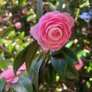 ヒメ日記 2026/01/08 09:04 投稿 茜 シャトーペトラ