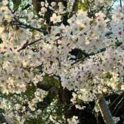 茜 満開でした🌸 シャトーペトラ