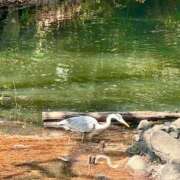 ヒメ日記 2026/04/01 15:45 投稿 茜 シャトーペトラ