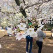 茜 花見と遠足計画🌸 シャトーペトラ