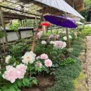 茜 21日10時空きでました🌈 シャトーペトラ