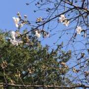 ヒメ日記 2025/03/12 18:18 投稿 かな One More奥様　厚木店