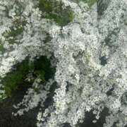 ヒメ日記 2025/03/29 12:48 投稿 かな One More奥様　厚木店