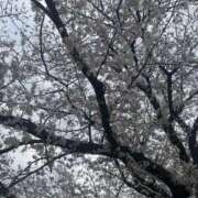 ヒメ日記 2025/04/01 19:08 投稿 かな One More奥様　厚木店